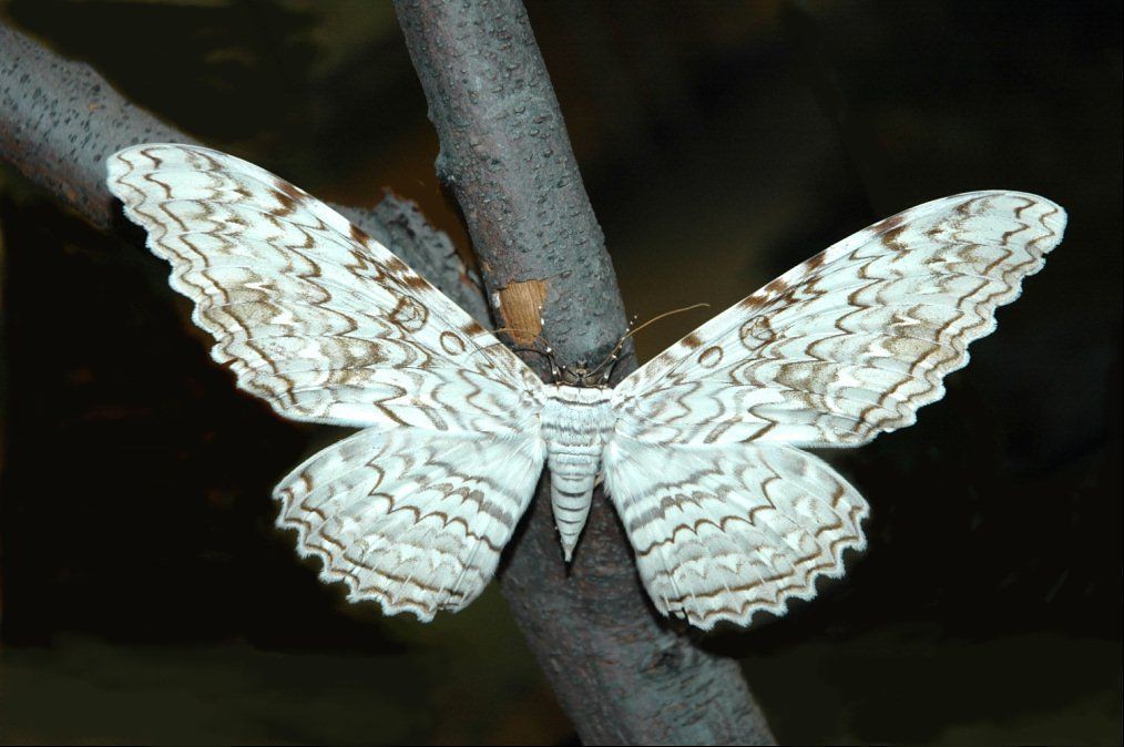 White Witch Moth  - Most Beautiful Moths In The World