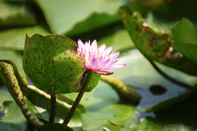 睡蓮 Water lily