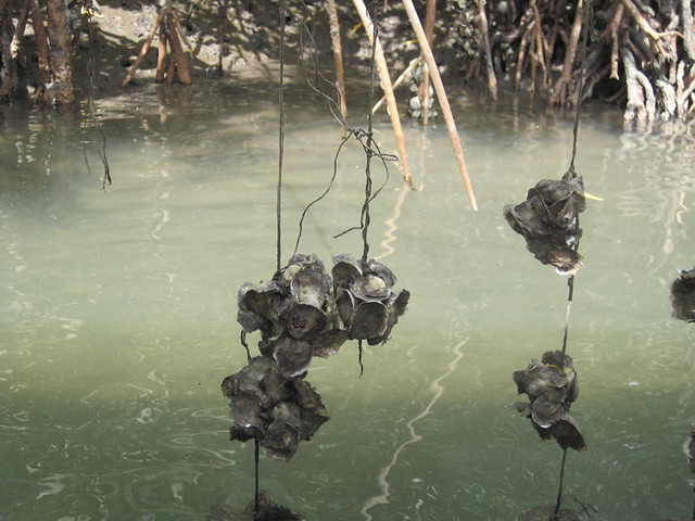 Aquaculture