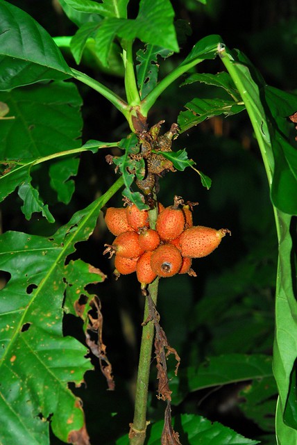 Fruiting Rainforest Plant