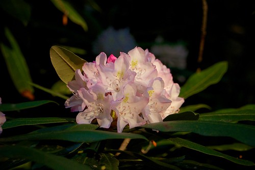geotagged rhododendron pandapaspond rhododendronmaximum rosebayrhododendron jeffersonnationalforest nrvexposure