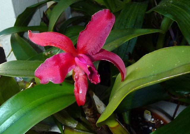 Sophrolaeliocattleya India Rose Sherwood 'Kiilani' hybrid orchid