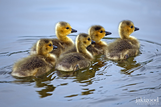 a gaggle of golden goslings