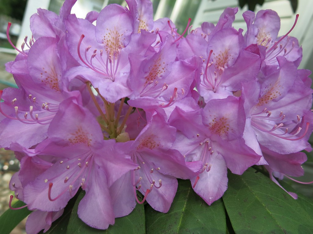 End Of May Colours Rhododendron In Bloom Madeleine Masa Flickr