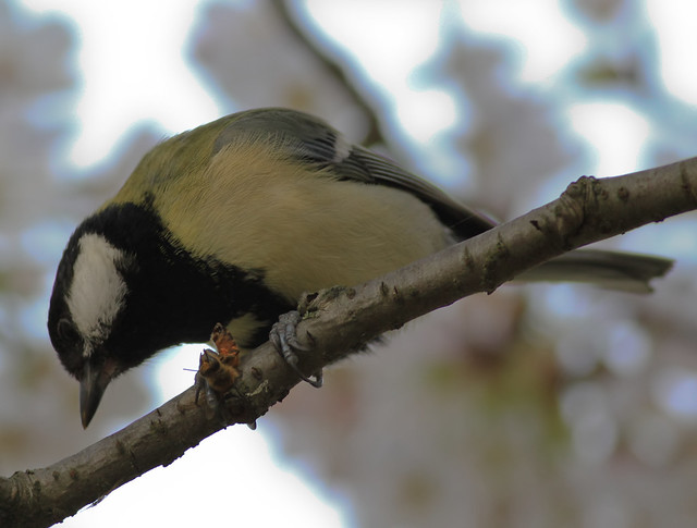 great tit with a bee