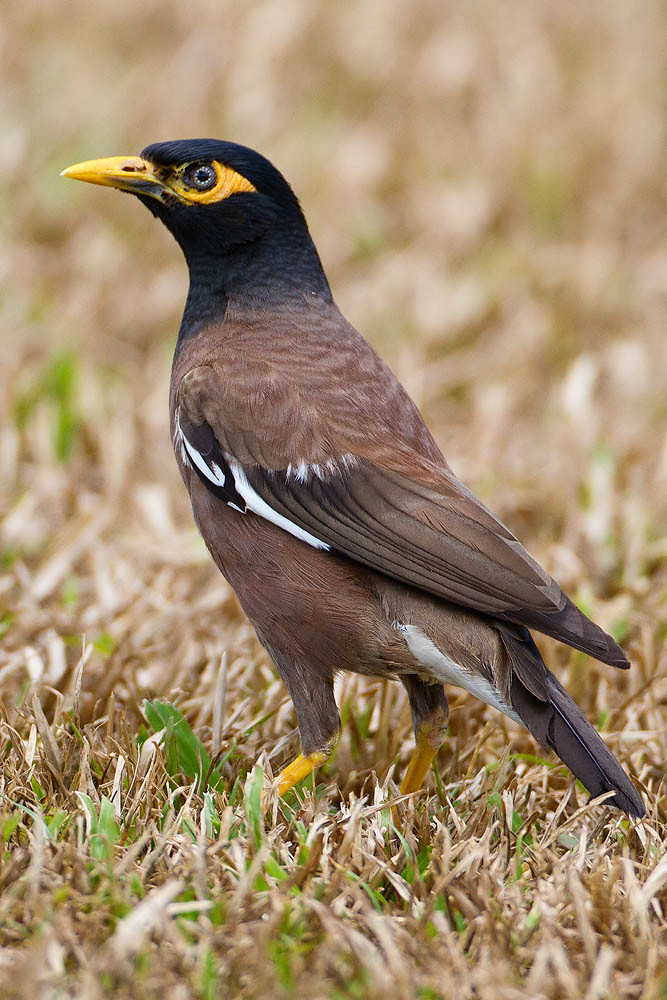Common Myna | Common Myna | Kevin Agar | Flickr