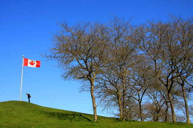 have a tree-mendous Canada Day