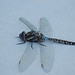 Flickr photo 'Male Blue-Eyed Darner (dragonfly)' by: Tony Frates.