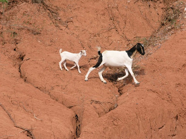 Small goat and mother - Cabrita y su mamá corriendo, Departamento de Tarija, Bolivia
