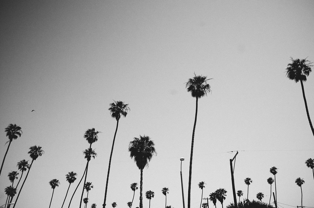 Slender palm tree silhouettes against a clear sky with telephone wires and a flying bird in the distance.