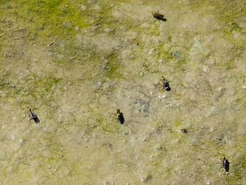 Golden flies on a muddy pond bank