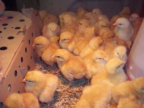 Baby chickens | These chicks were in the shop waiting to be … | Flickr