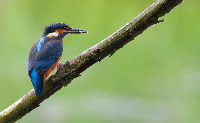 Kingfisher- Juvenile