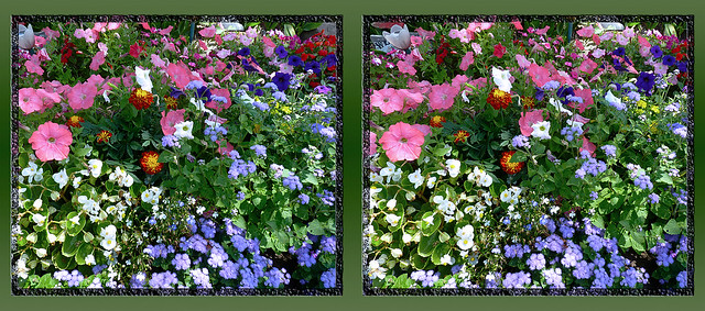 Mom's Flower Garden in Full Bloom 9 - Parallel 3D