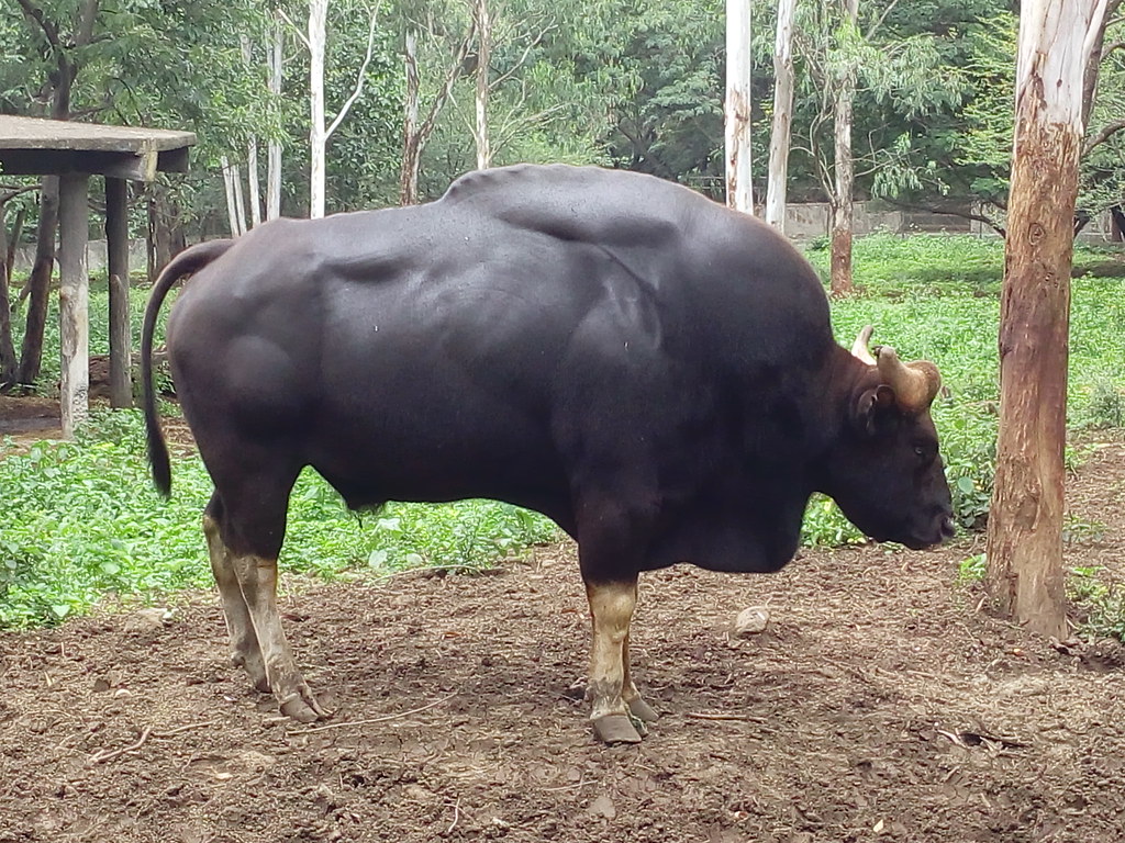 The impressive gaur posed for shutterbugs at Katraj zoo. | Flickr