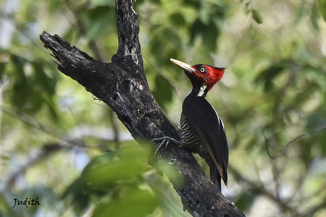 Pic à bec pâle - Pale-billed Woodpecker