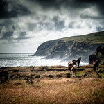 Horses on the Pacific