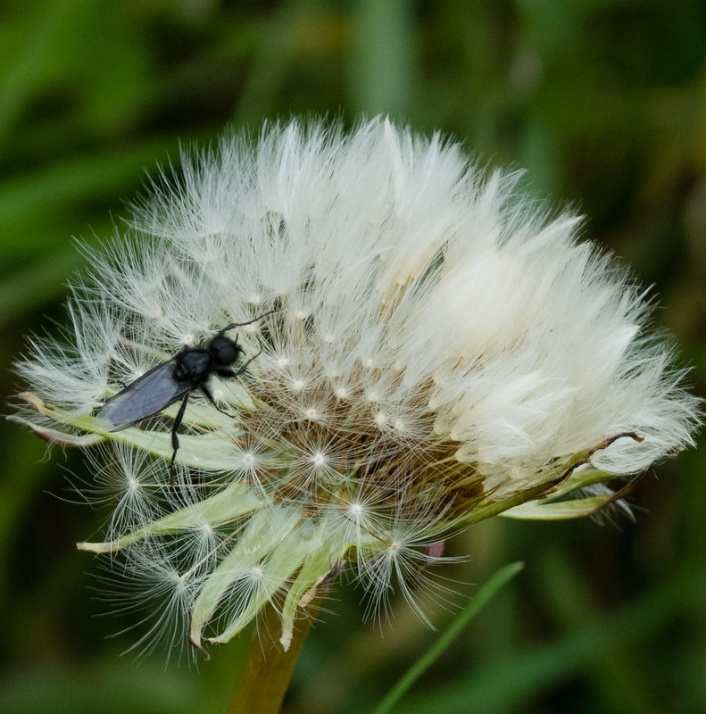 Insect on a dandelion seed-head