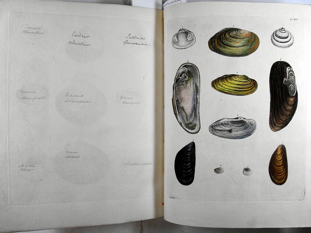 Plate 15 from Emanuel Mendes da Costa: Historia naturalis testaceorum Britanniae, or The British conchology