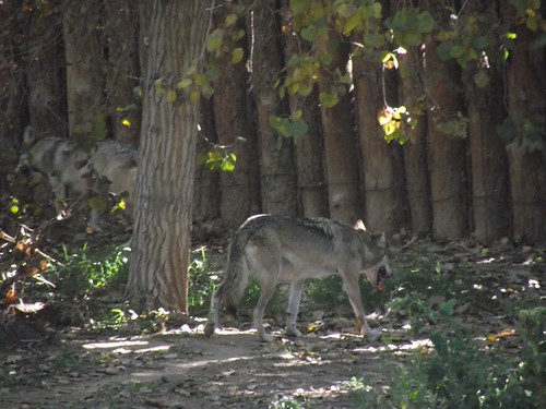 Lobos Mexicanos | by Grady Koehn