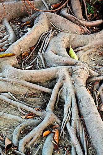 Figure in roots. by 3 stop down