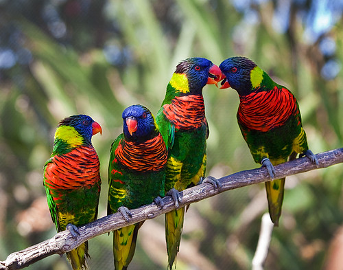 Loitering Lorikeets by Brian Knott Photography