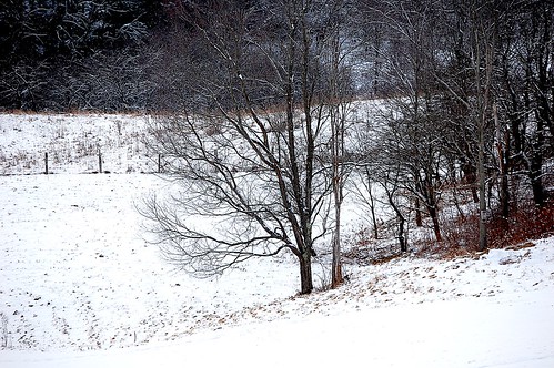 trees rural upstatenewyork newyorkstate elkcreek rurallandscape wintercolor schenevus otsegocounty edbrodzinsky