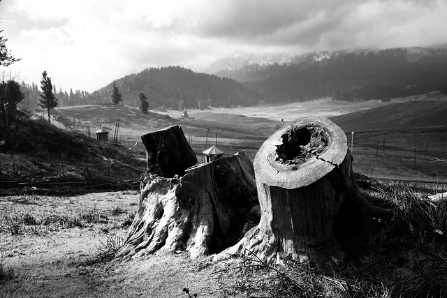0095 Tree stumps--Gulmarg , Kashmir