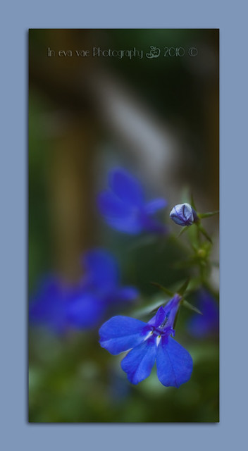 I feel so blue : ' ( (Flower series)