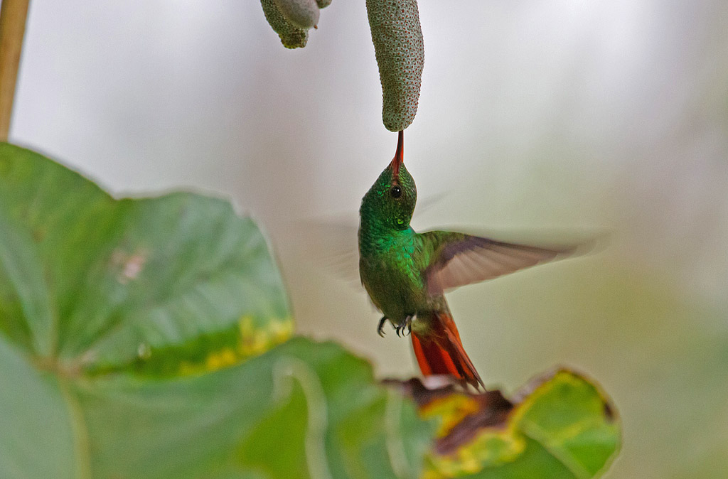 Rufous-tailed Hummingbird (Amazilia tzacatl) - Roststjärtad kolibri - Belize