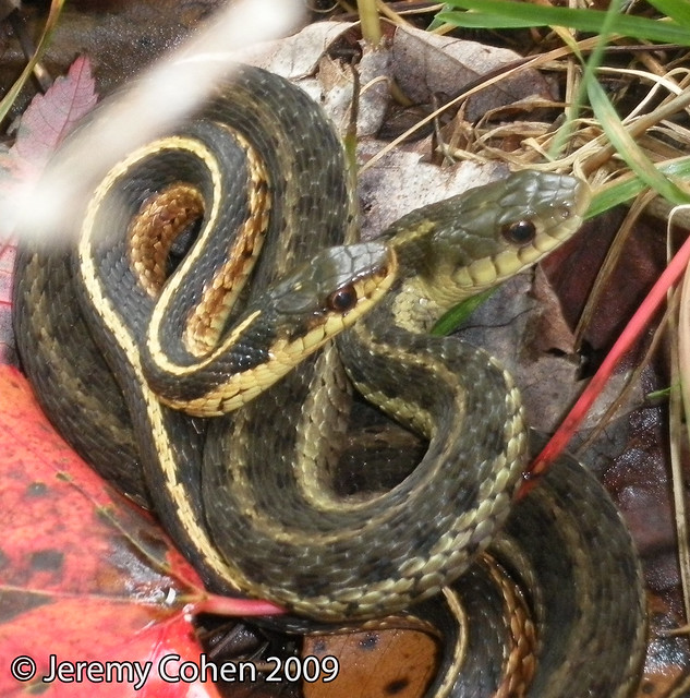 Garter Snakes mating (Thamnophis sirtalis)