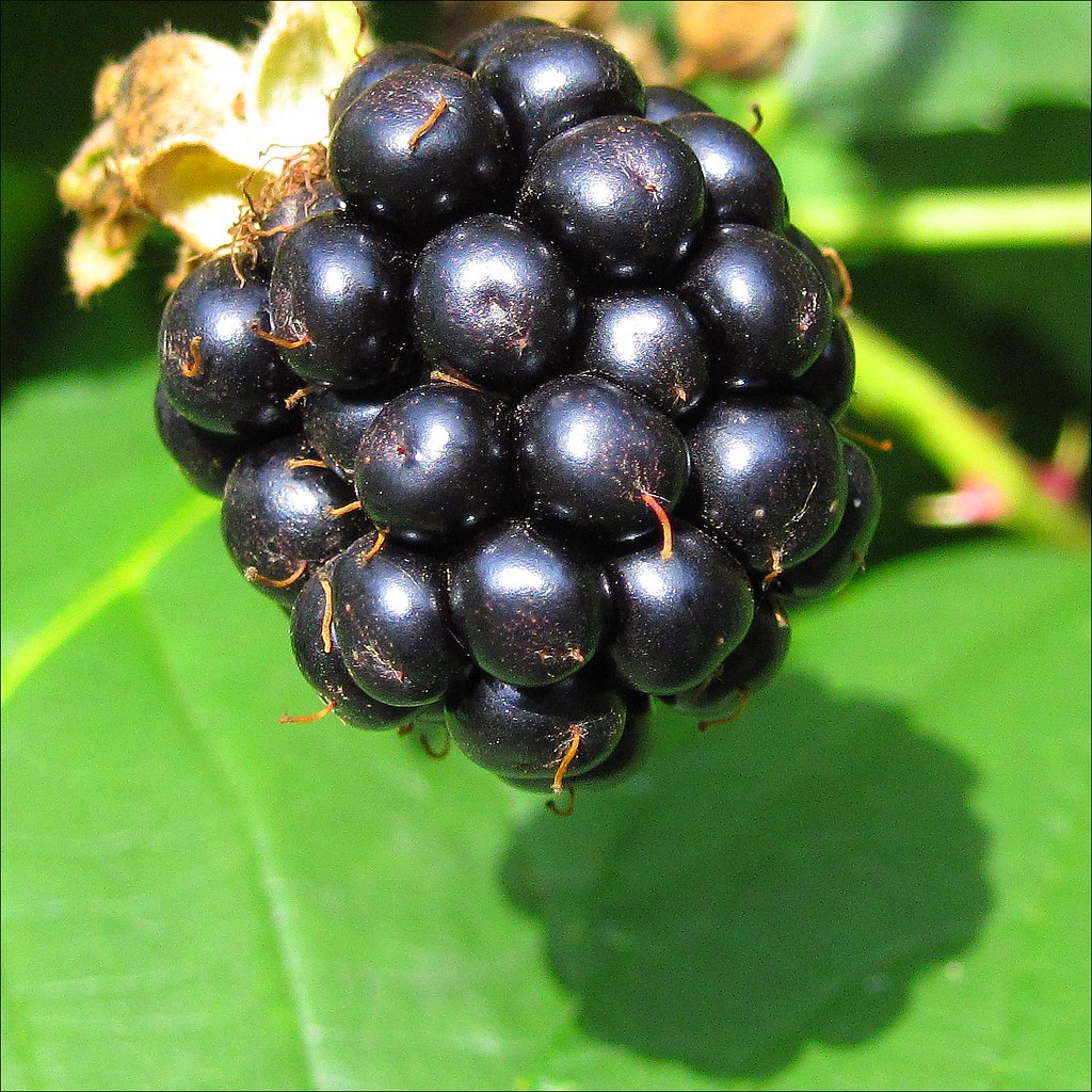 brombeere | Blackberry in our garden in Frankfurt am Main / … | Flickr