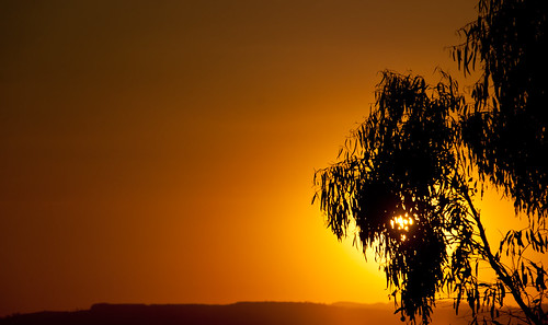 sunset sky orange tree gum nikon d90