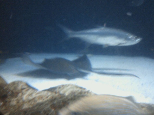 Tennessee Aquarium / Chattanooga Tn. USA