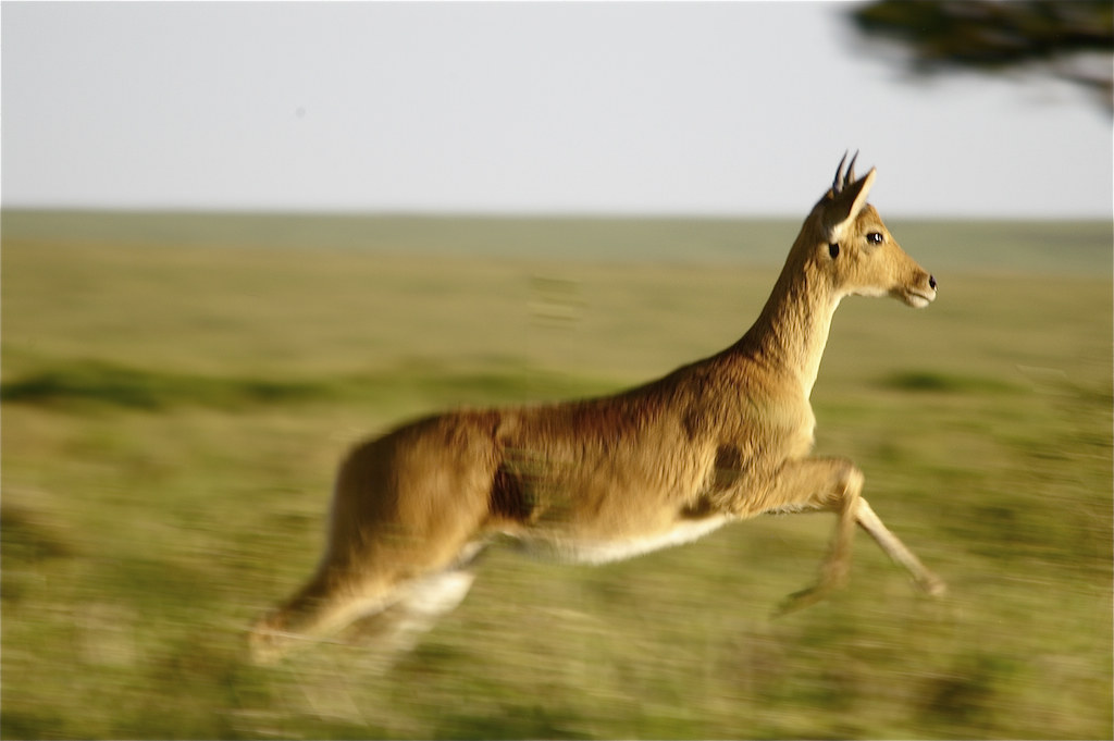 Running Gazelle | WTTFphotography | Flickr
