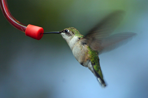 Hummingbird | by David Petruk