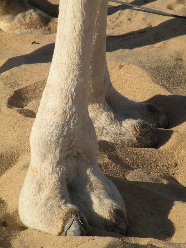 camels hooves