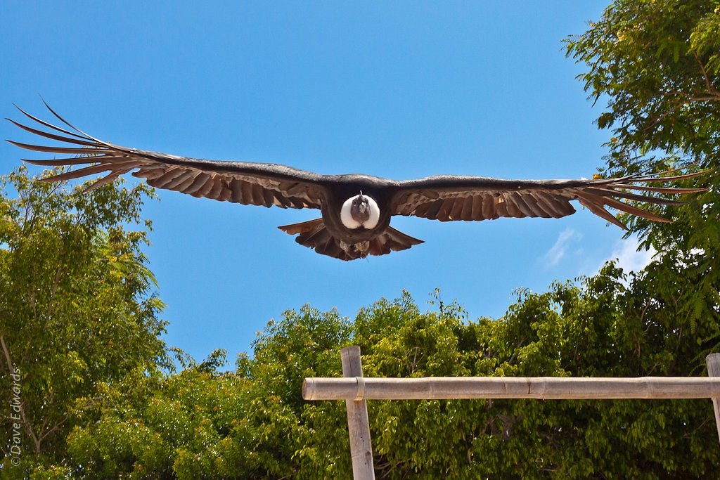 Andean Condor, Andean Condors are surpassed in wingspan len…