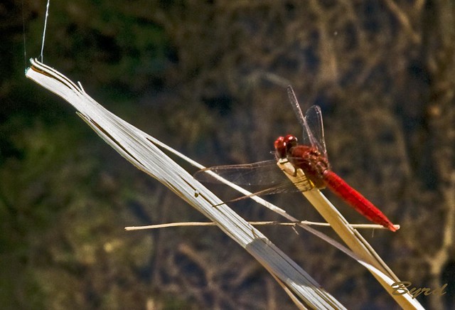 Where there is water there must be dragonflies - but RED ones??? Red dragonfly - Farafra Oasis, Western Sahara