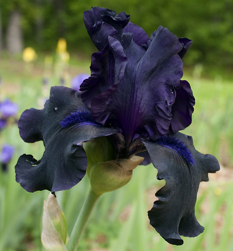 Night Ruler iris | by PoetsVisions