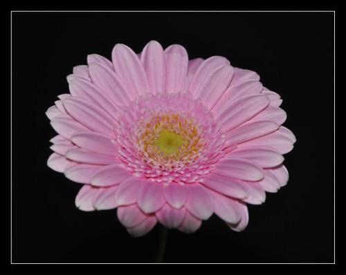 A pink daisy