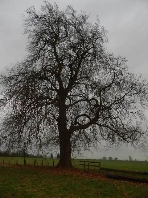 Tree Winchfield Circular