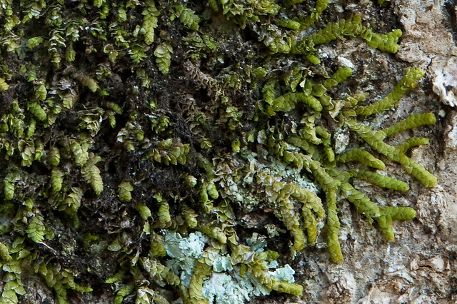 Leafy liverwort