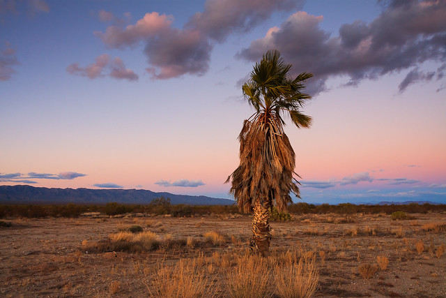 Palm Tree in AZ desert