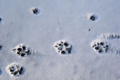photo of an animal track in the snow