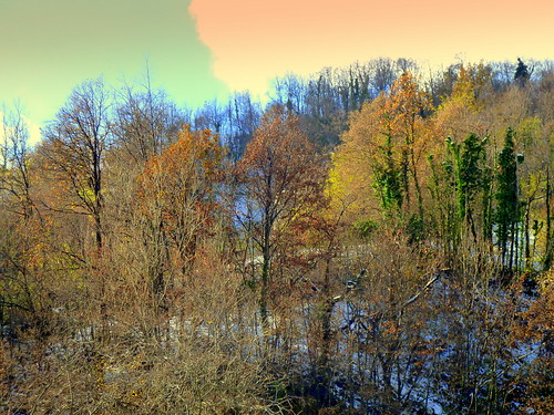 Mountain trees by Daniele Sala Photography©, november autumn trees winter light sunset sky horses italy horse sun mountain snow tree nature color