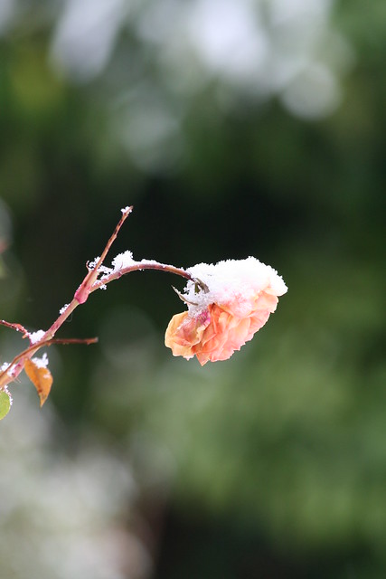 Garden rose in the snow