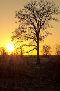 farm tree and sunset