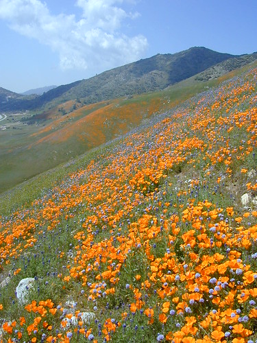 california globe poppies wildflowers tehachapi gilia