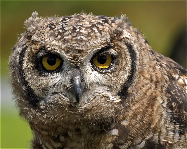 Juvenile Spotted Eagle-owl